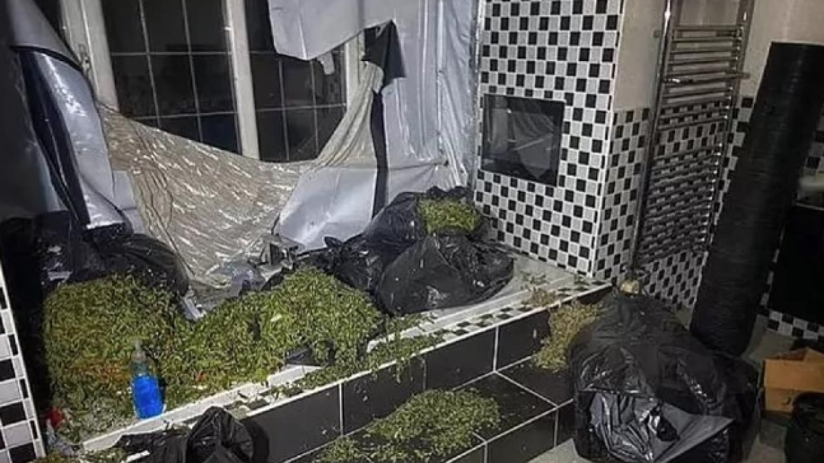 Hallan una plantación de marihuana en casa del un futbolista