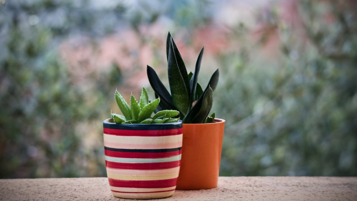 L'exposició a un insecticida comú en agricultura, jardins i terrasses provoca efectes nocius