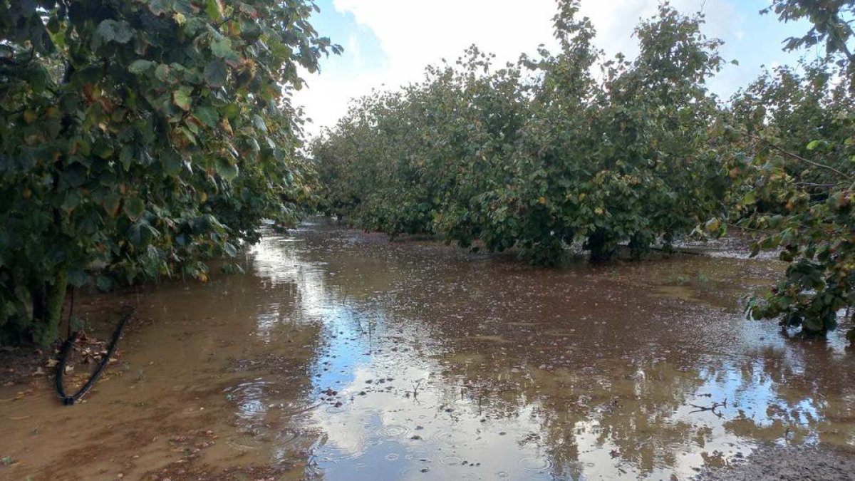 Les tempestes causen danys als avellaners, la vinya i l'horta del Camp de Tarragona