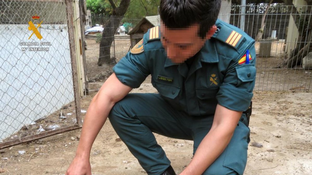 Intervenen a Deltebre 34 animals de diferents espècies protegides