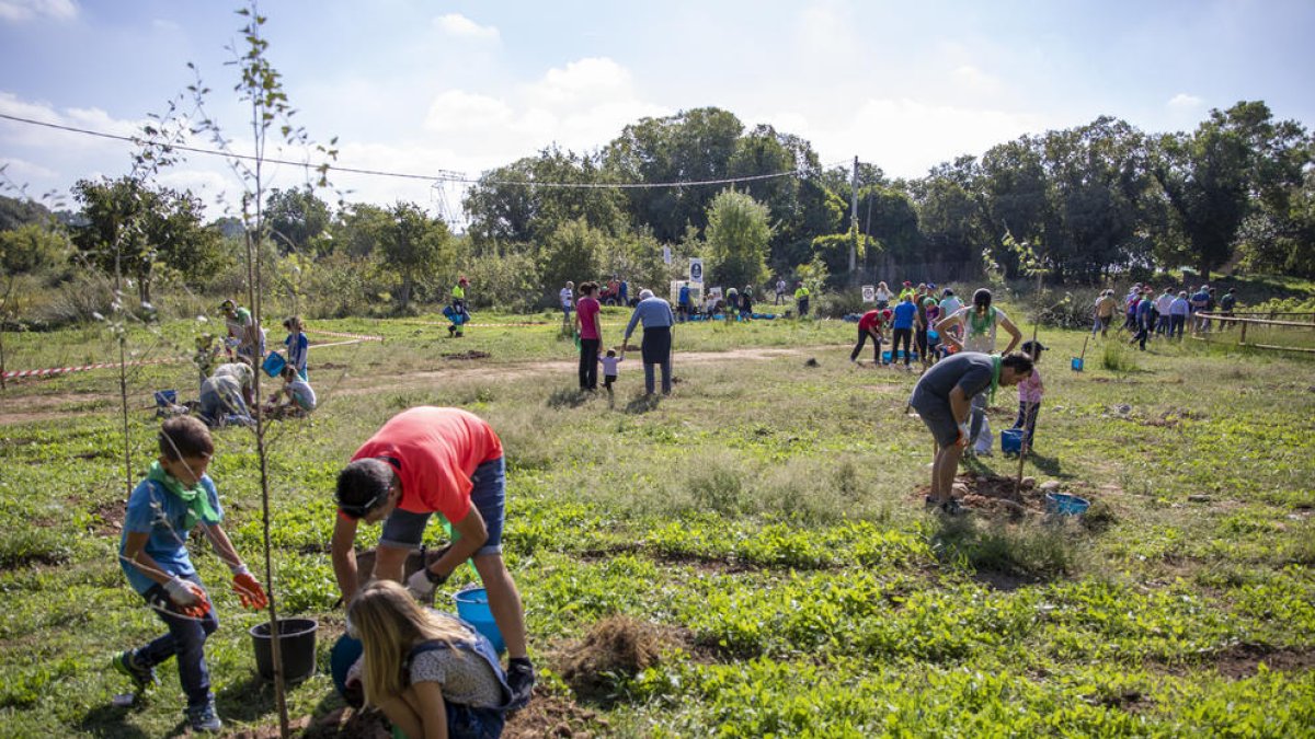Participen 200 persones en la plantada d'arbres per la recuperació ambiental del riu Glorieta al Morell