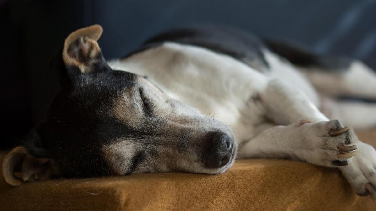 Madrid: Acusen un home d'extreure sang a gossos i gats fins a la mort per a vendre-la a clíniques veterinàries