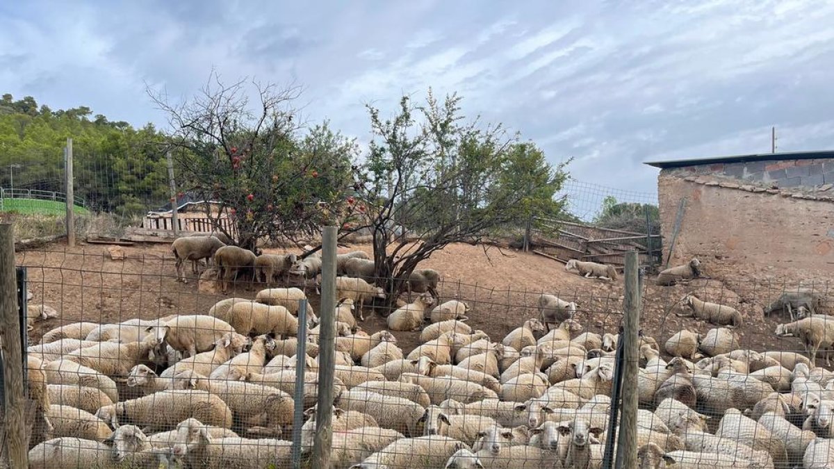 Recuperen l'antic camí ramader de Santa Coloma de Queralt a Cunit convertit en ruta turística