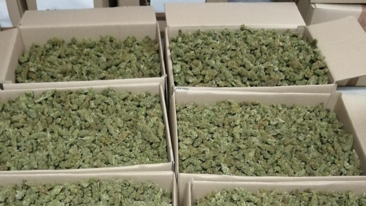 Ingressen a presó dos detinguts per tràfic de marihuana a Batea