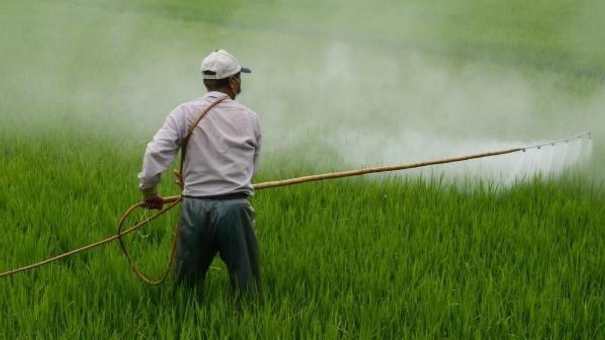Descobreixen que l'exposició d'un pesticida es relaciona amb un major risc de patir alzheimer