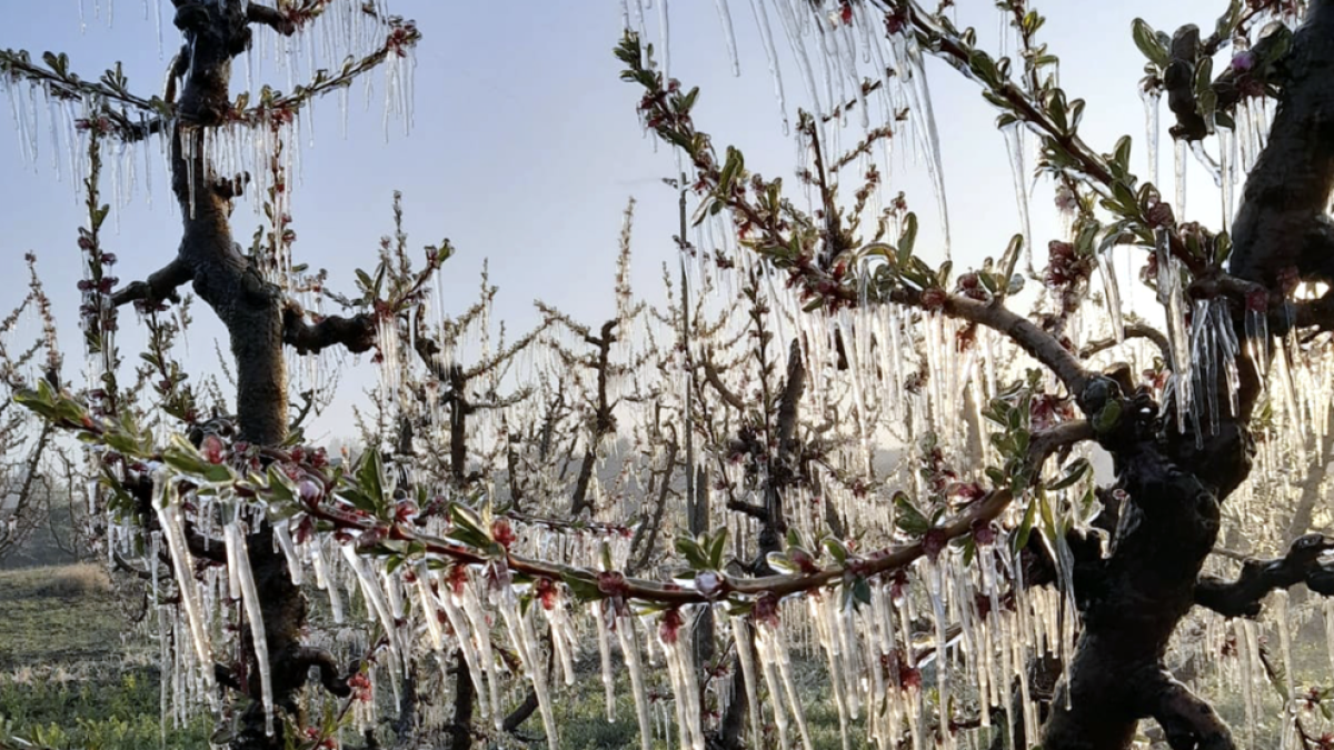 Las pérdidas en fruta seca por las heladas se elevan a 32,4 MEUR, según Unió de Pagesos