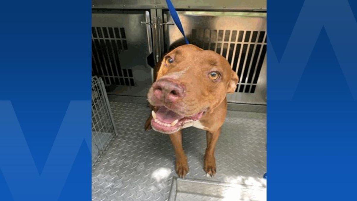 Florida: La mare del bebè atacat pel pitbull familiar demana sacrificar l'animal