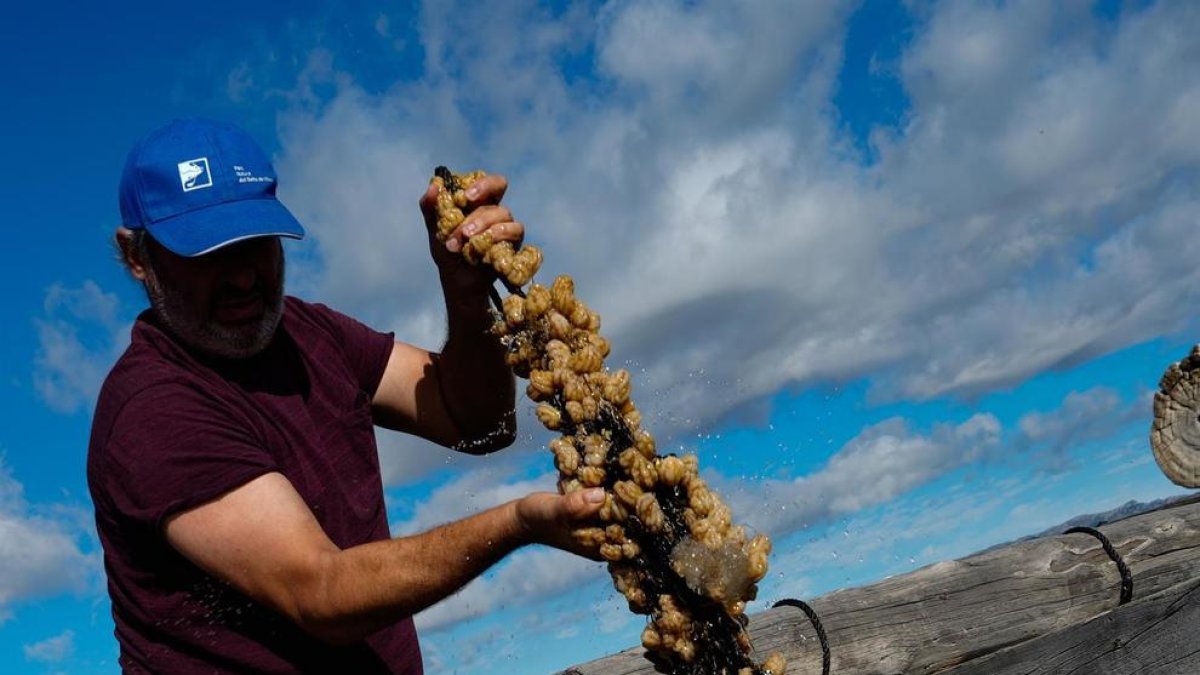 Les altes temperatures de l'aigua maten els musclos del Delta de l'Ebre