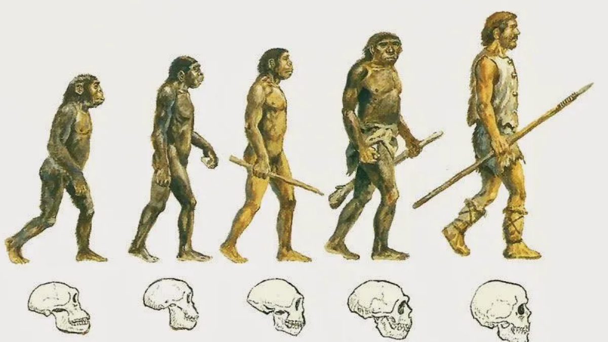 Els avantpassats humans caminaven sobre dues cames fa set milions d'anys