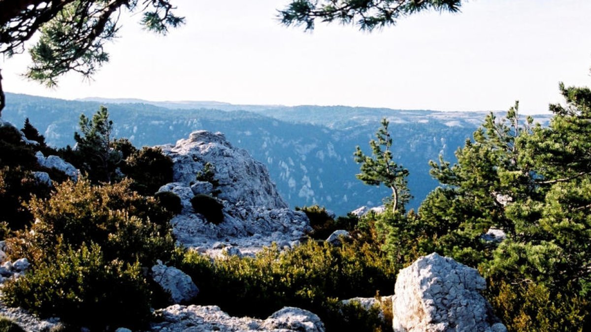 Tortosa reordenará las zonas forestales de Regatxol i Figuerasses y la Mola de Catí