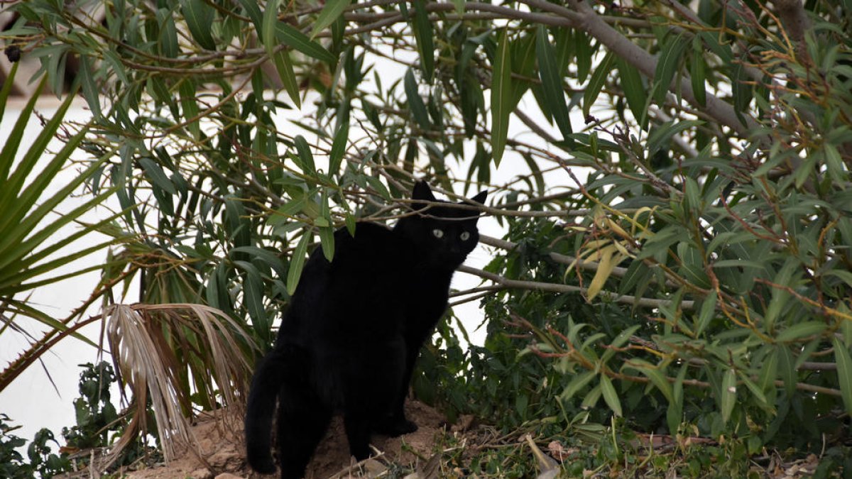 Torredembarra regula las condiciones para alimentar los gatos de calle de las colonias controladas