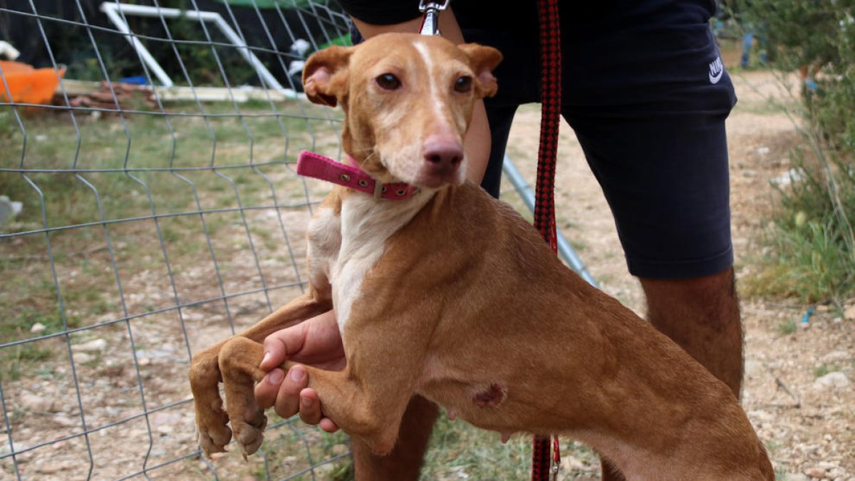 Rescatan 17 perros que malvivían desnutridos y heridos en una finca de Banyeres del Penedès