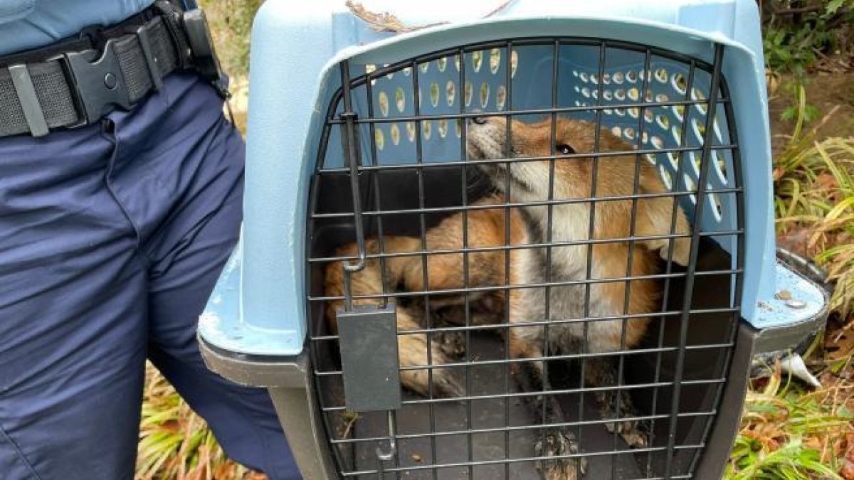 Un congresista es mordido por un zorro en los alrededores del Capitolio de los Estados Unidos