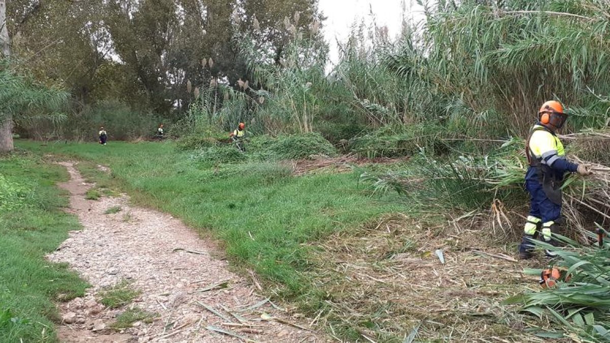 S'inicien les obres de restauració ecològica i millora de la ribera del riu Francolí