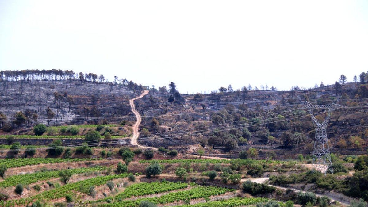 Las Terres de l'Ebre cierran una campaña forestal «atípica»
