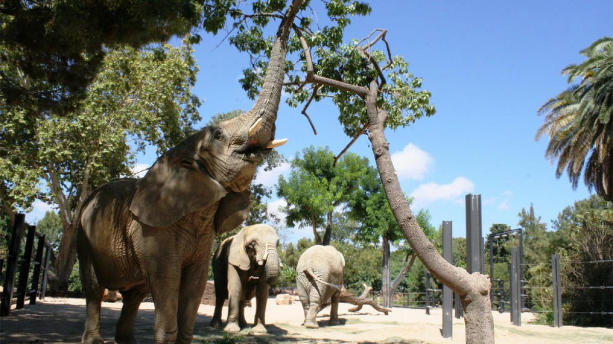 Detienen a un hombre que se coló en el recinto de los elefantes del Zoo de Barcelona