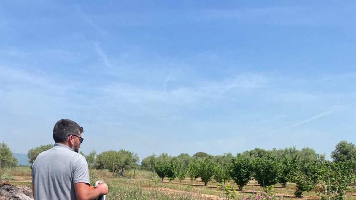 Planten cultius trampa per controlar les xinxes que afecten els avellaners al Camp de Tarragona
