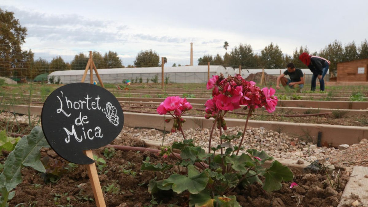 Una dotzena de persones cultivaran 'Lo Tros': L'hort comunitari, ecològic i assembleari d'Amposta