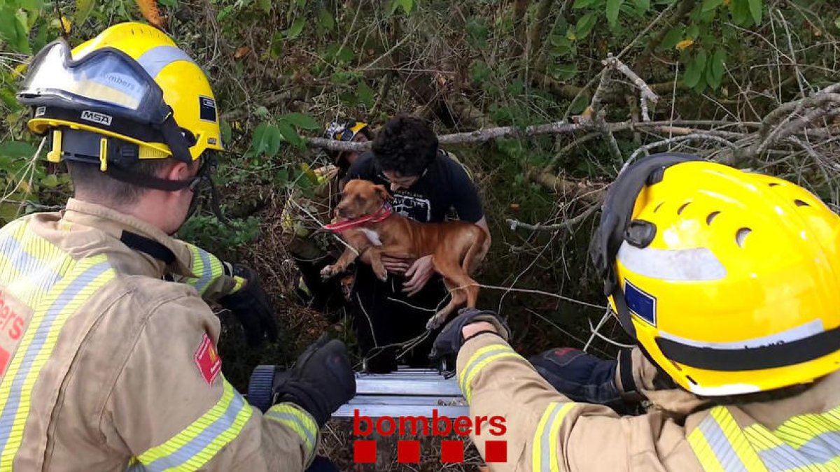 Rescaten una gossa que havia caigut per un desnivell d'uns quatre metres a Santa Oliva