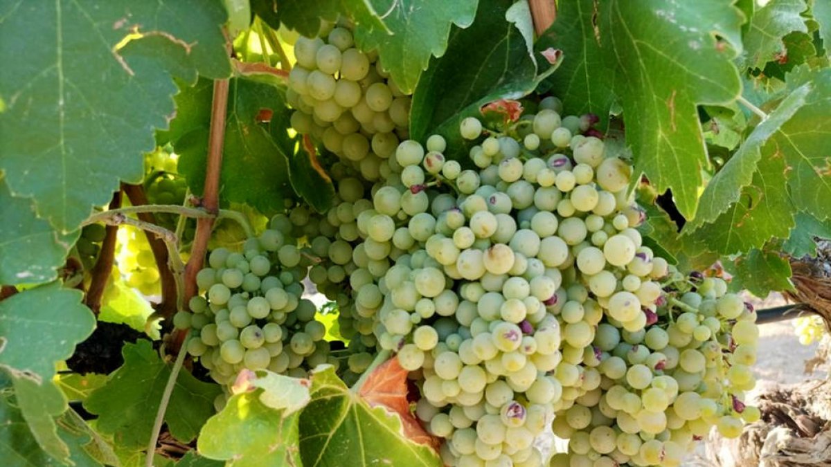 La DO Terra Alta prevé una cosecha de 43 millones de kilos de uva esta campaña