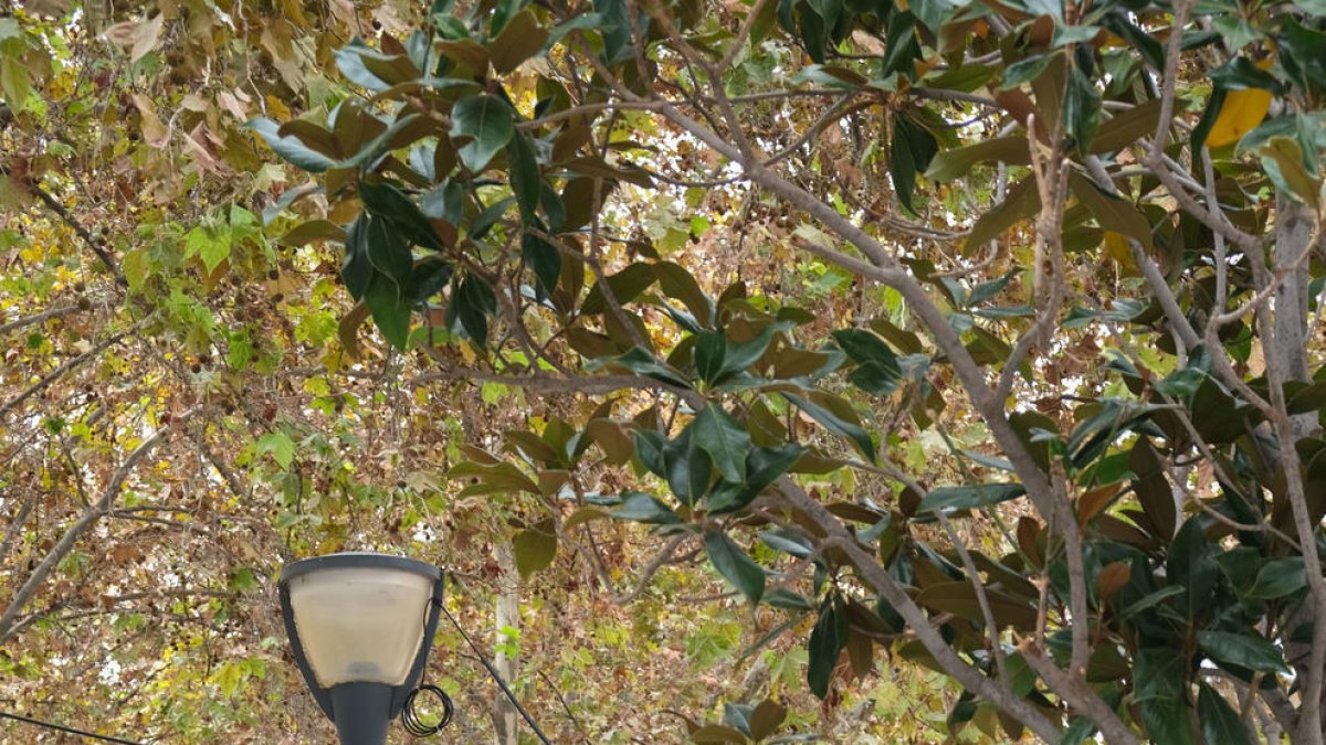 Cambrils proposa un Nadal ple de llum, màgia i diversió en família