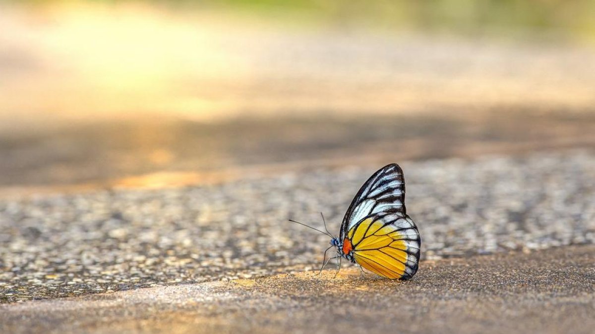 Ecologistas exigen medidas concretas para frenar el declive de los insectos