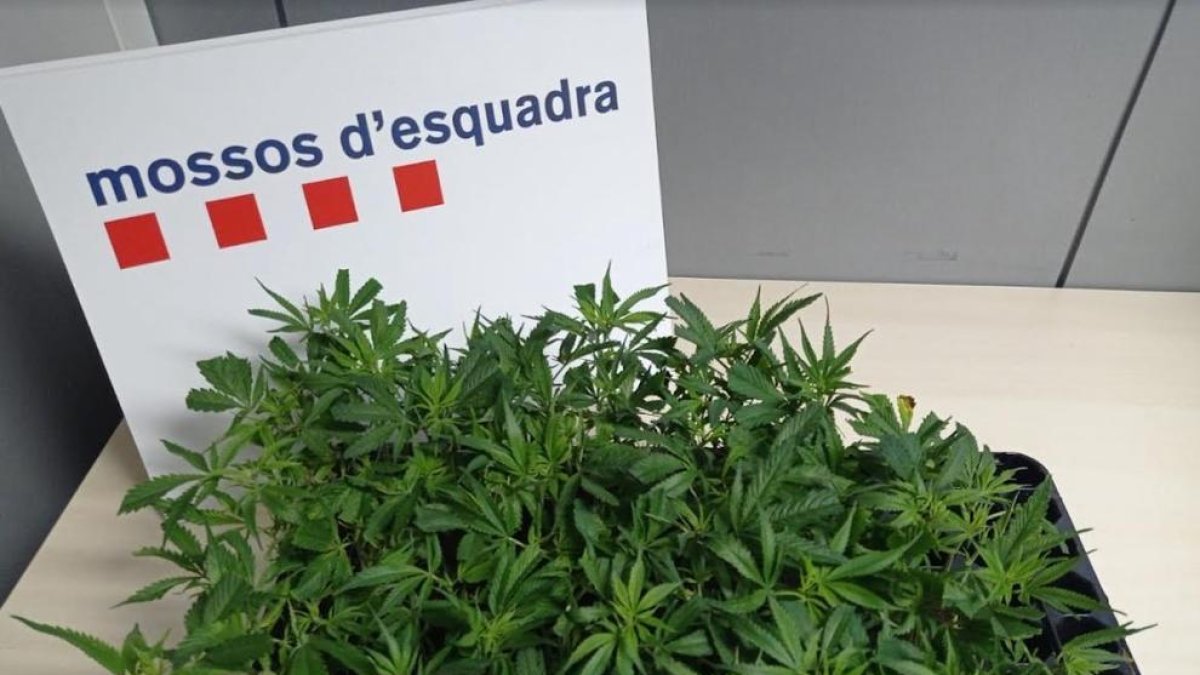 Els Mossos detenen 'in fraganti' tres persones a Reus per tràfic de droga