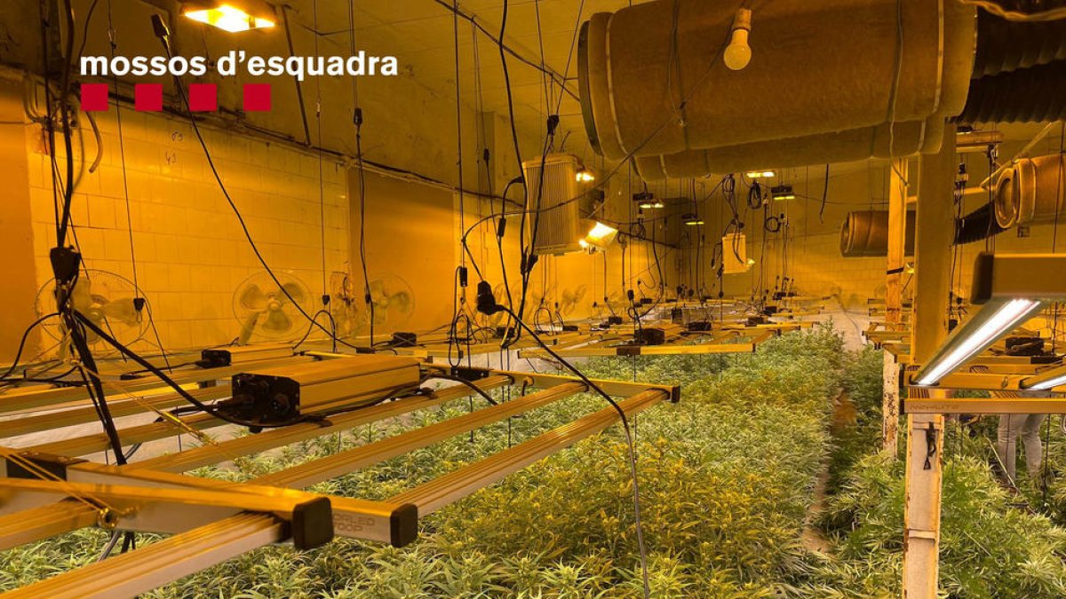 Desmantellen una plantació de marihuana ubicada en una nau industrial a Riudoms
