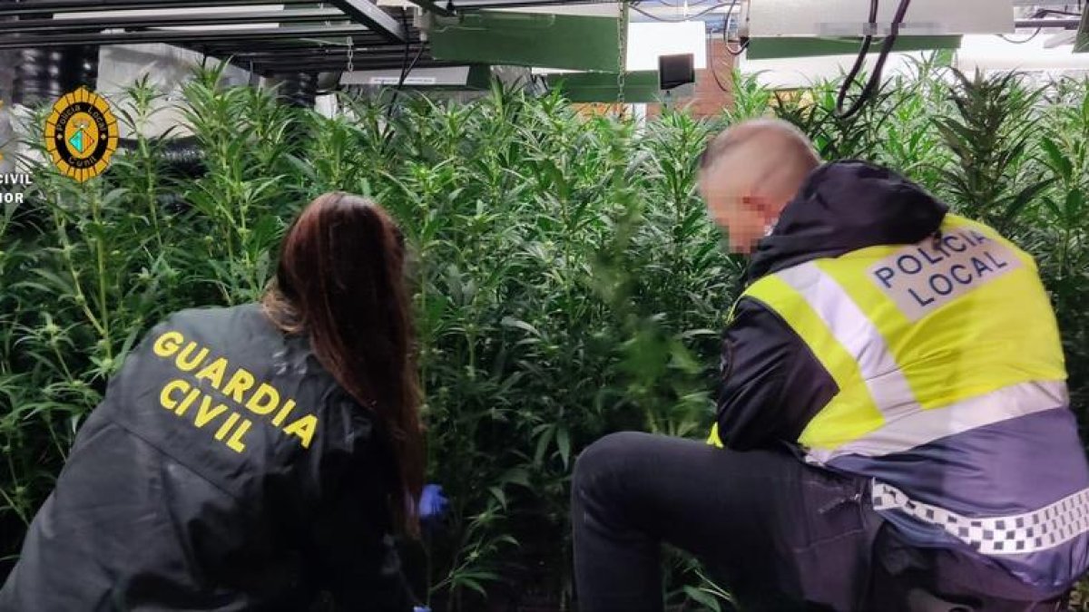 Desarticulan una plantación de marihuana 'indoor' y detienen a dos personas en Cunit