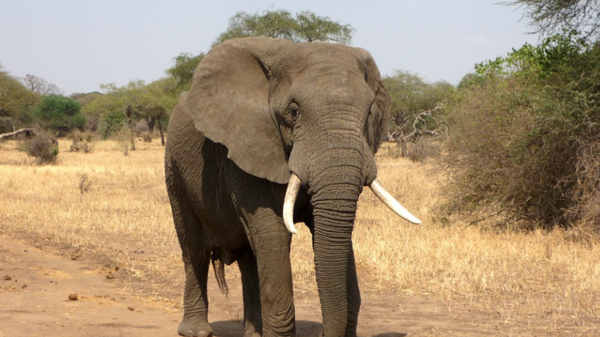 Muere un biólogo en un parque de Uganda después de ser pisado por un elefante