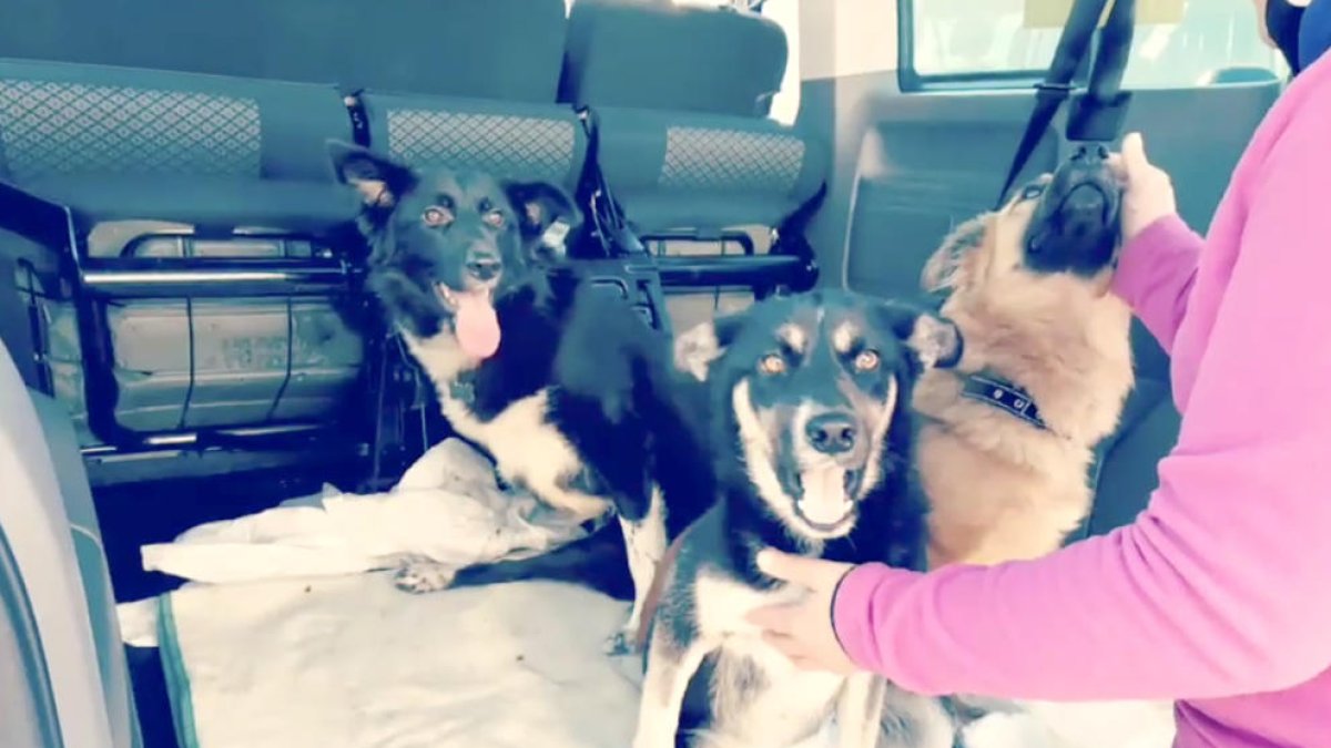 Cinco mil kilómetros de viaje para salvar una treintena de perros de Ucrania