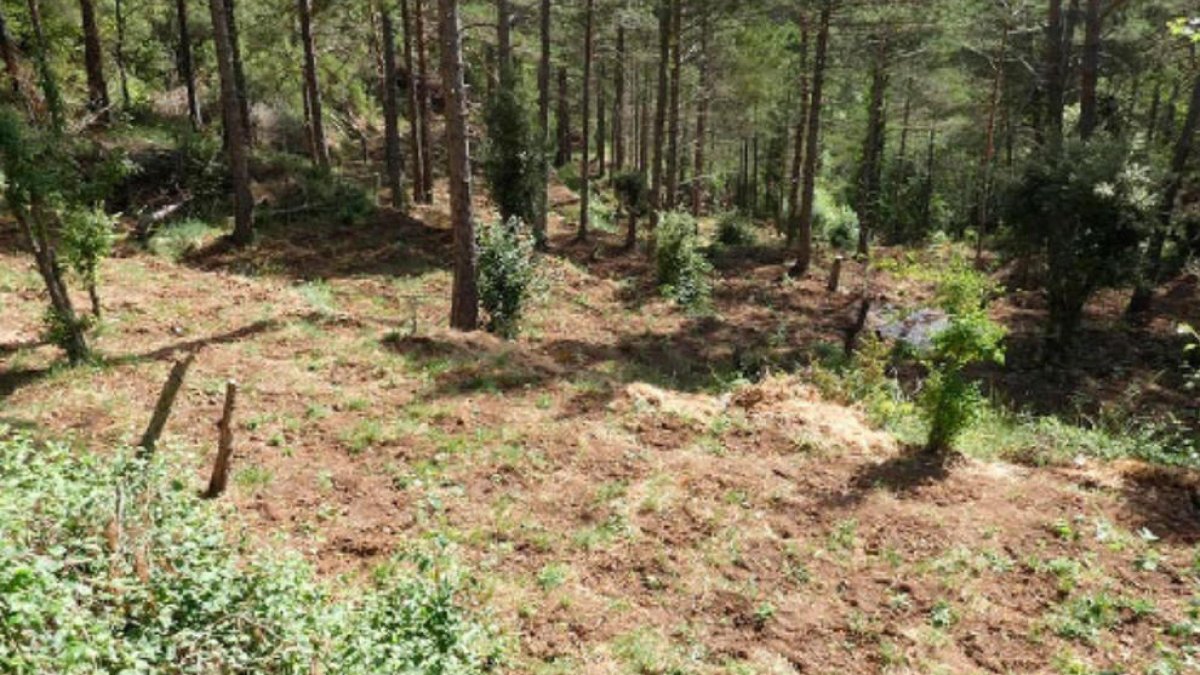 Los Mossos desmantelan una plantación de marihuana en la Febró