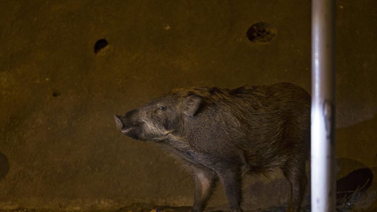 Dues famílies de porcs senglars aprenen a menjar dels cubells del porta a porta del Vendrell