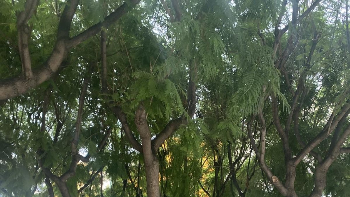 La AV Puríssima Concepció de Reus quiere más iluminación para parar el incivismo