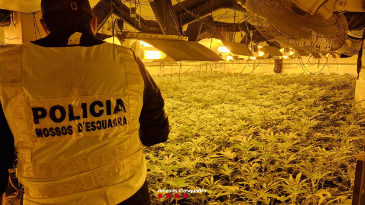 Desmantelan una plantación de marihuana en Segur de Calafell