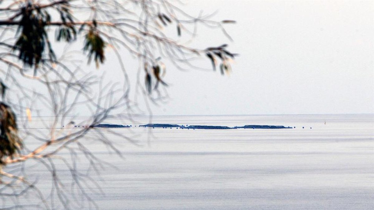 La crisis de la covid se une al estrés climático que afronta la acuicultura