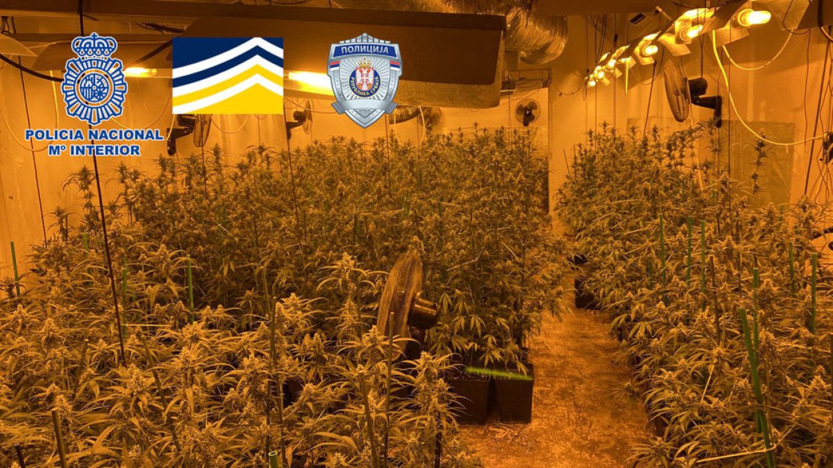 Detienen uno de los «objetivos prioritarios» de la Europol al desmantelar un grupo criminal serbio de tráfico de armas y drogas