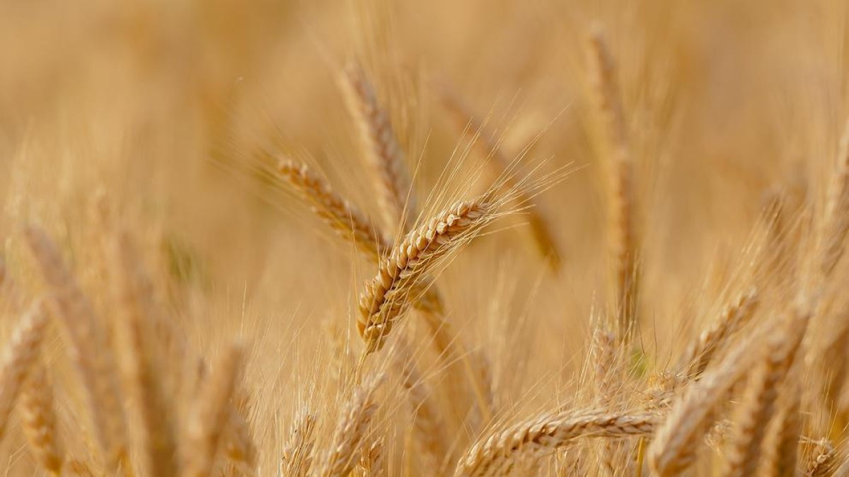 Claves e incógnitas sobre el impacto agroalimentario de la guerra en Ucrania