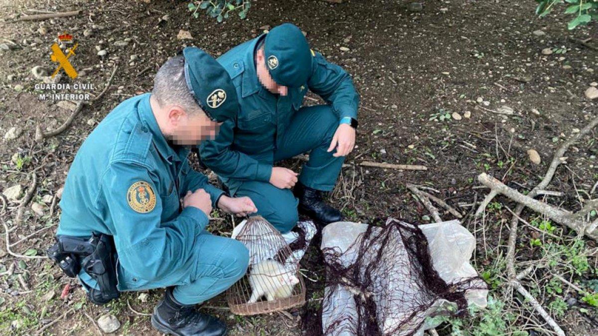 Denunciados por cazar conejos con un hurón en Aldover