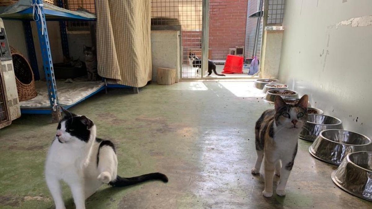 L'arribada de l'estiu dispara l'entrada d'animals a la Protectora de Tarragona