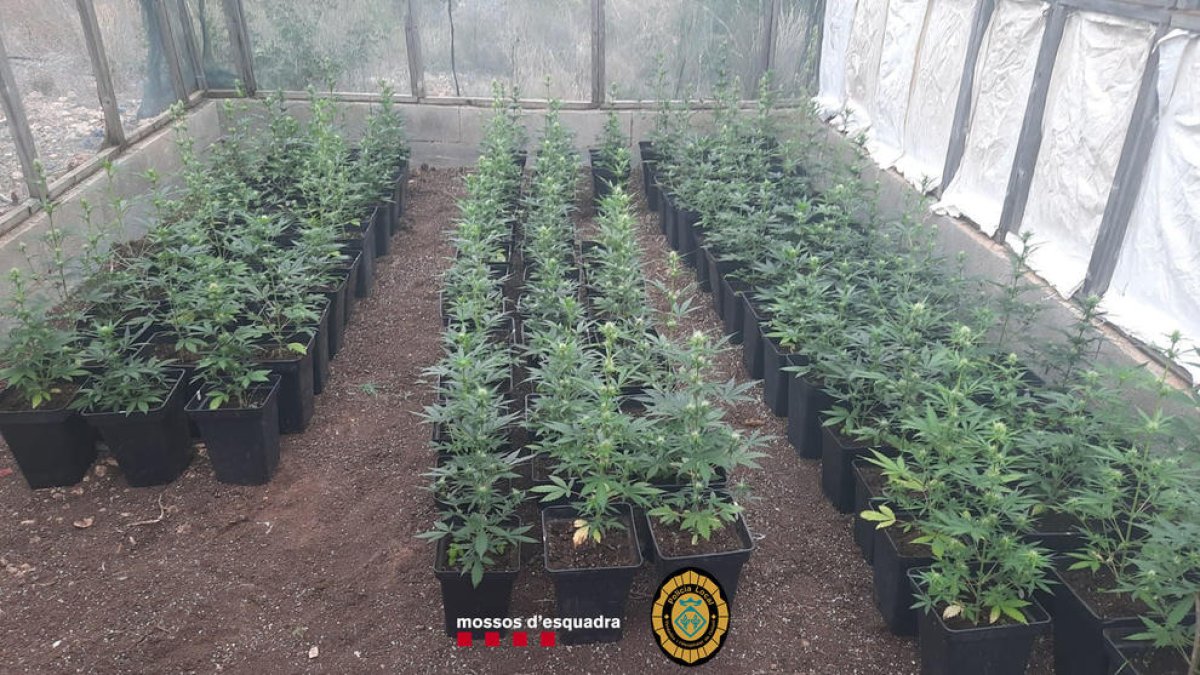 Dos perros abandonados a una finca permiten desmantelar una plantación de marihuana a Vandellòs y l'Hospitalet
