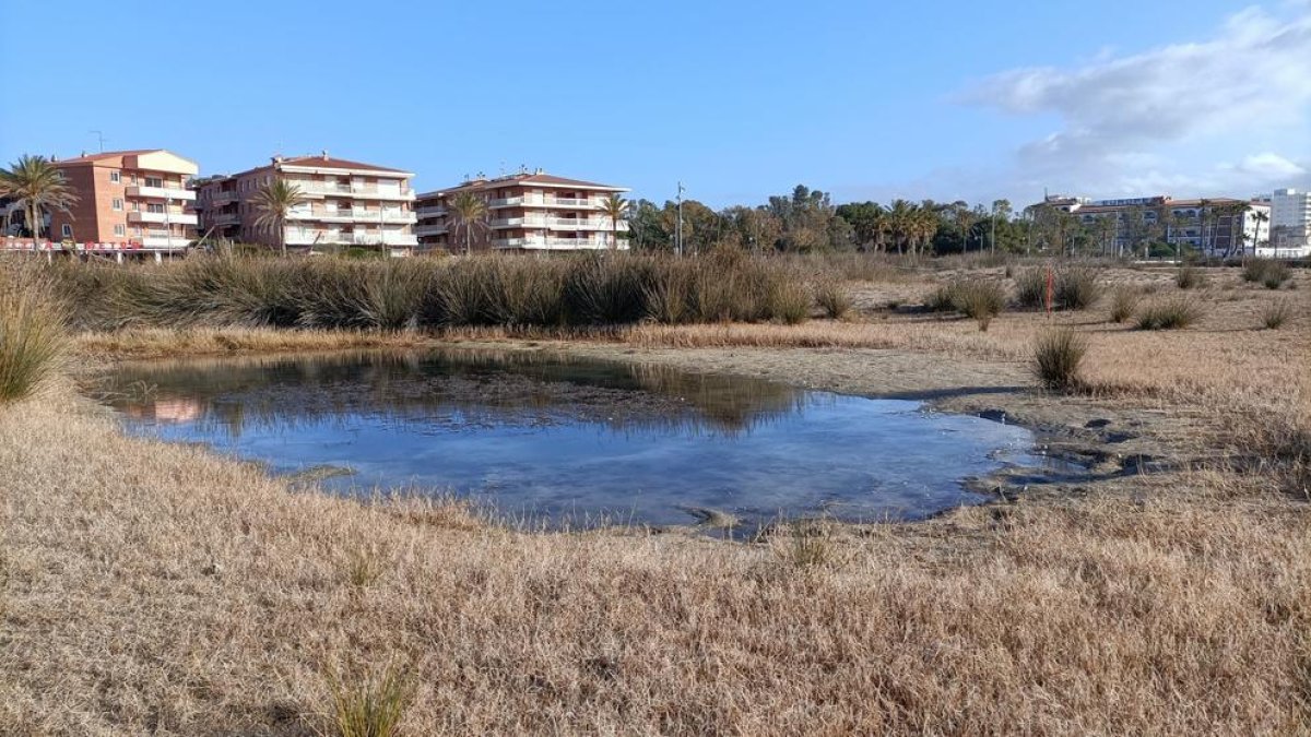 Acondicionen espais de la platja de Coma-ruga per a la cria de fauna litoral