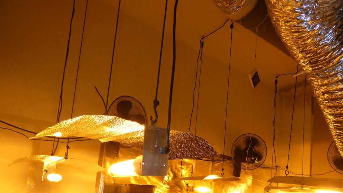 Desmantellen una plantació de prop de 600 plantes de marihuana a Coma-ruga