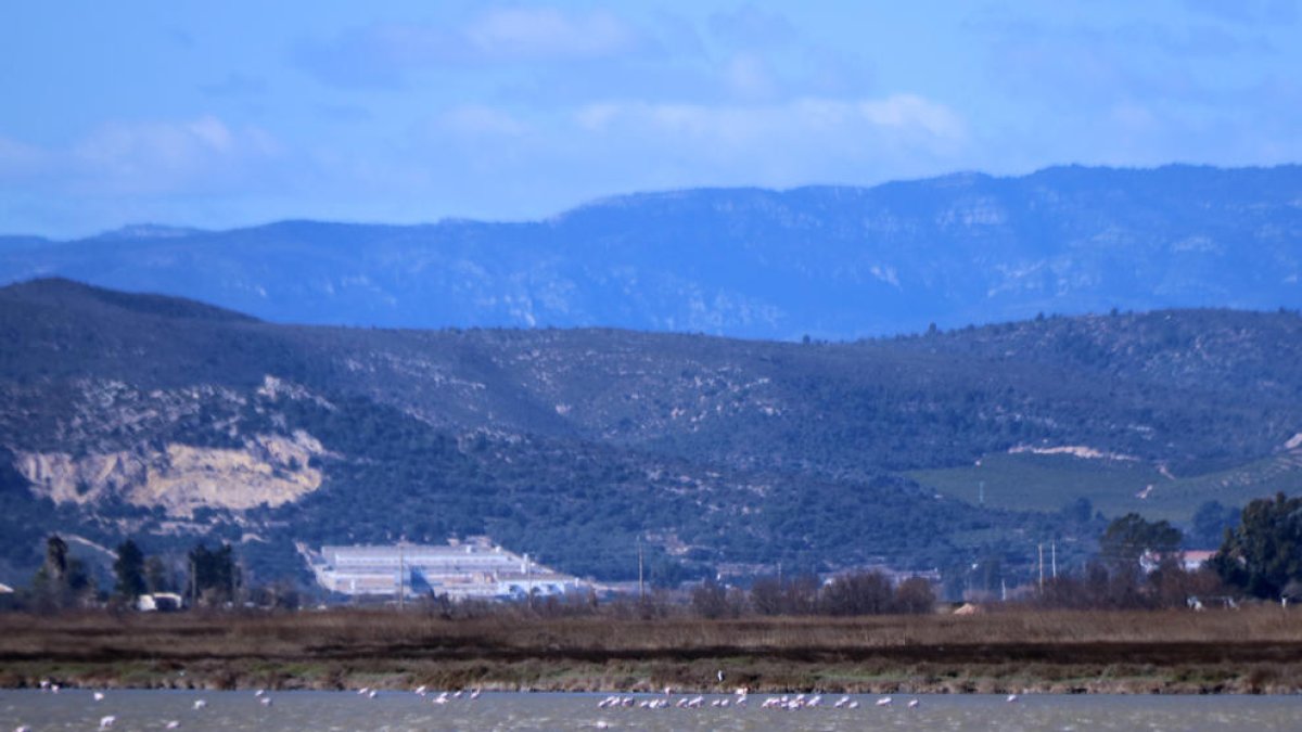 El parc natural del delta de l'Ebre bat el rècord d'ocells hivernants
