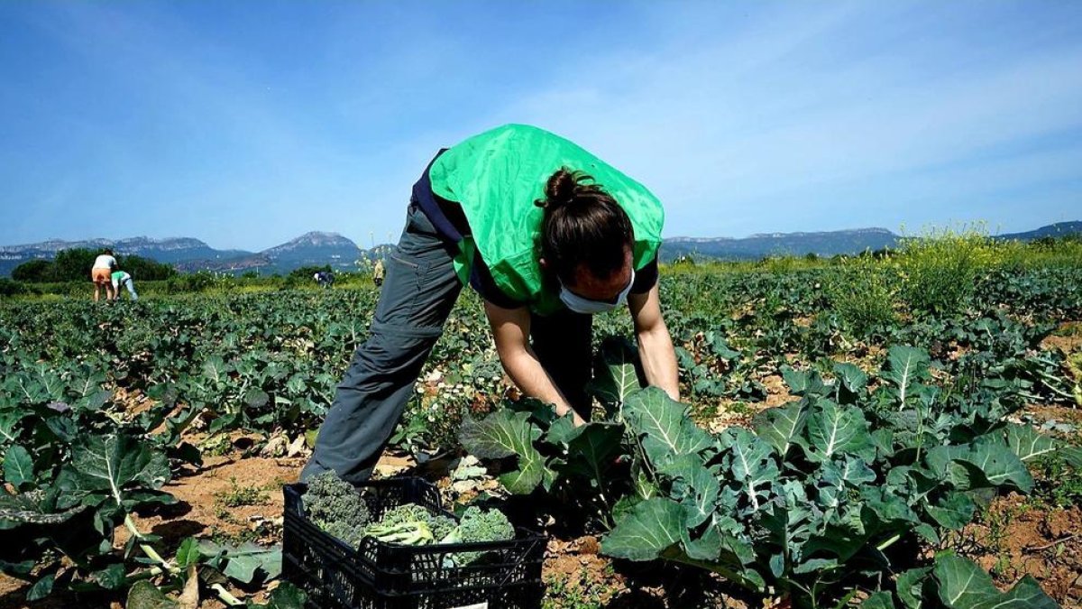El Programa de Gestión Alimentaria de Reus recibe más de 80.000 mil kilos de fruta y verdura