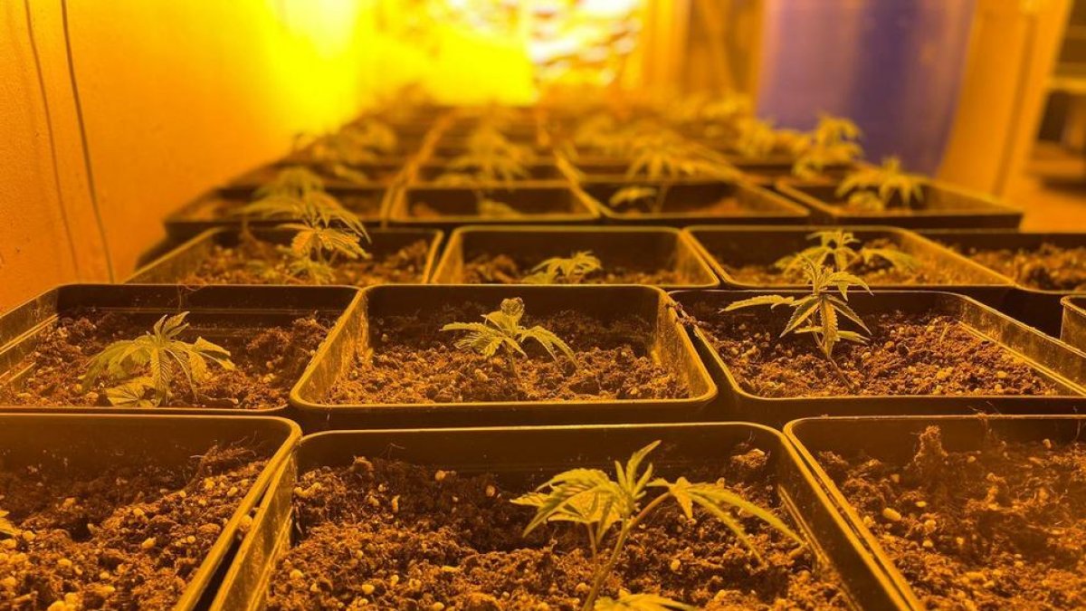 Casi la mitad de marihuana decomisada en Cataluña el año pasado ha estado en Tarragona