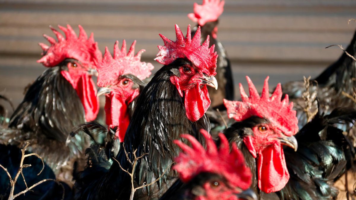 Augmenten les vendes de gall del Penedès tot i la pujada de preu fins els 2,5 euros el quilo