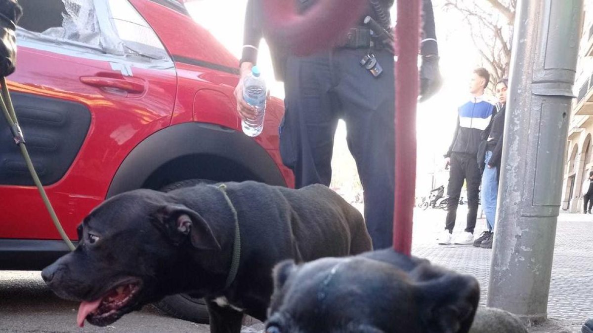 Rescatan dos perros que llevaban días dentro de un coche a Barcelona