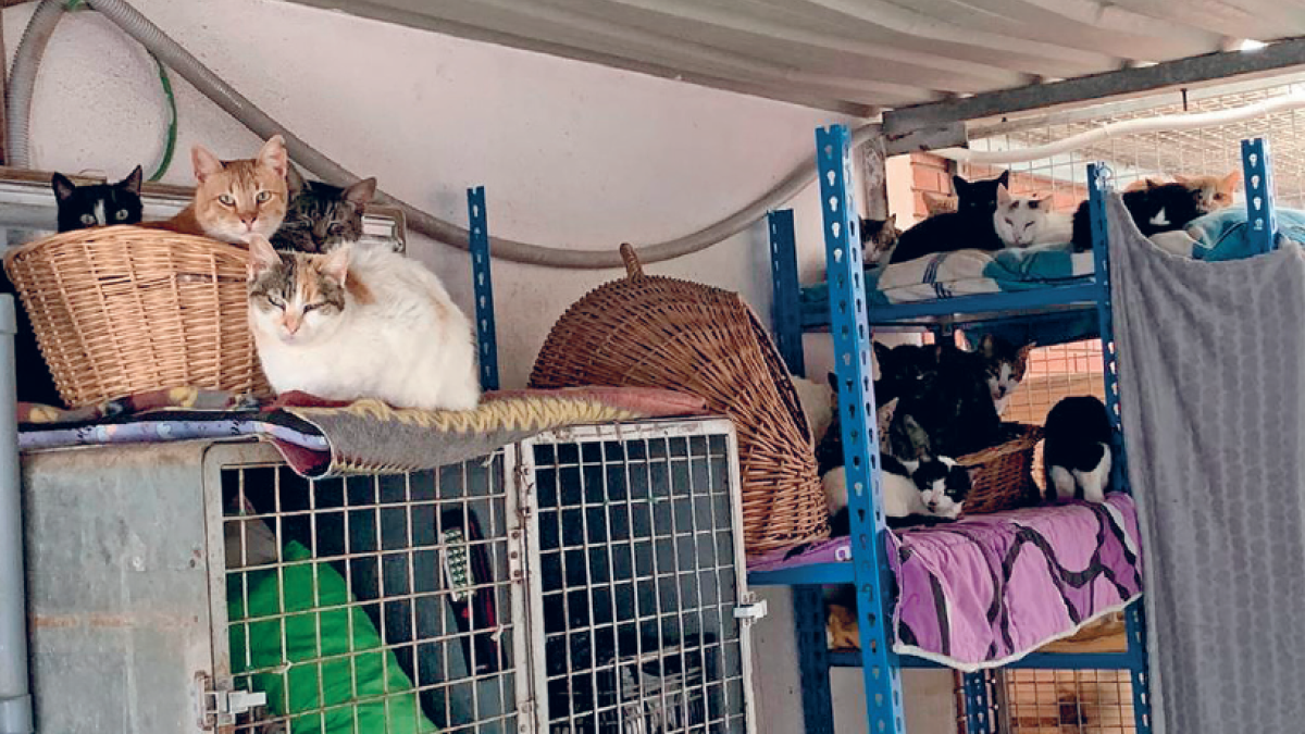 La Protectora demana revisions periòdiques de les instal·lacions per la inundació de dimecres