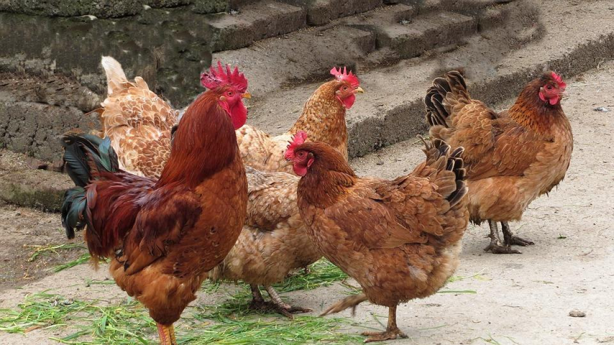 El virus de la grip d’origen animal es transmet normalment entre animals